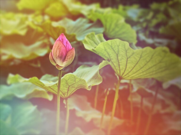 How to Communicate Complex Policy Ideas Effectively: Betbhai9 whatsapp number, Play exch.in, Lotus365.win new id