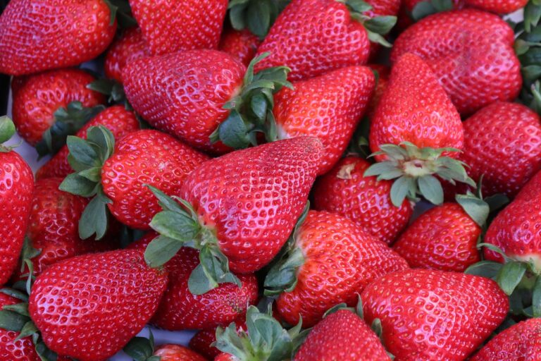 Organic vs. Conventional Farming: Debunking Myths and Misconceptions: 11xplay id, Laser247.com login, World777 sign up