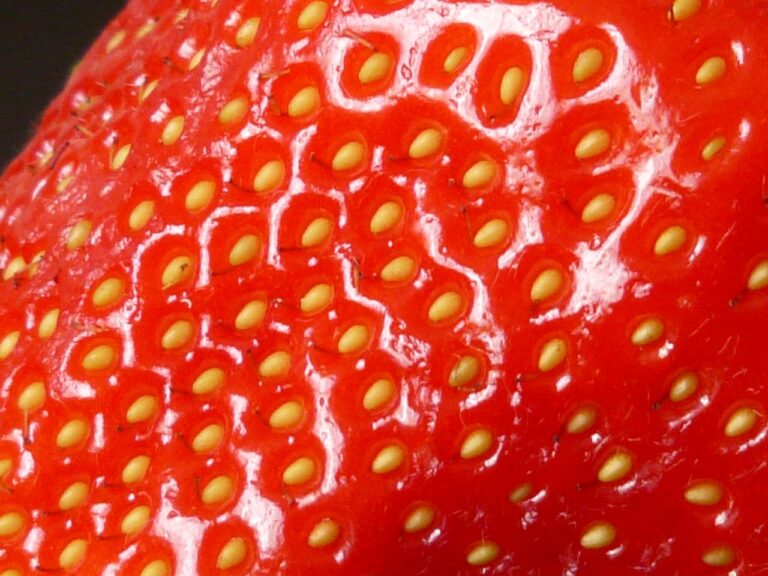 The Importance of Pollinators in Fruit and Vegetable Farming: 11xplay sign up, Laser247 com, World777 register