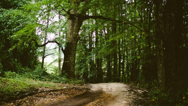 How To Verify The Authenticity Of An 11Xplay Download For Android?